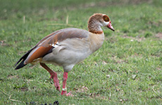 Nilgås